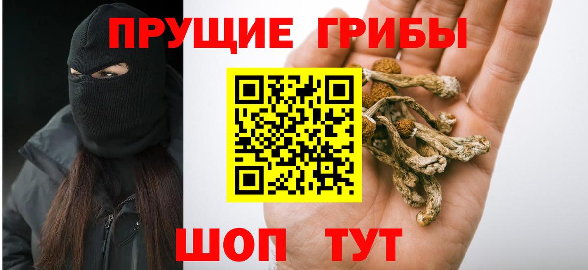 Алейск  Псилоцибиновые грибы Psilocybine cubensis  Вход с VPN 